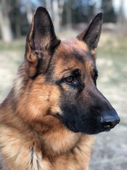 portrait of german shepherd