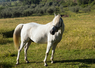 A white horse grazes in a field on a sunny summer day, closeup