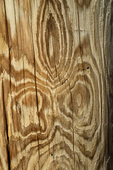 Beautiful pattern of annual rings on old wood