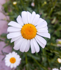 Obraz premium Isolated white daisy /Johannesburg /South Africa