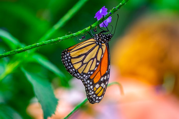 Fototapeta na wymiar Monarch, Danaus plexippus is a milkweed butterfly (subfamily Danainae) in the family Nymphalidae butterfly in nature habitat.