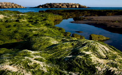 Seaweed in Mediterranean sea Sitges