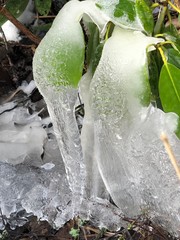 ice in the garden