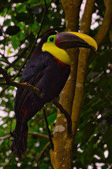 tucan con pico de dos colores