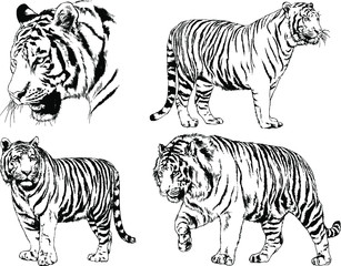 set of vector drawings on the theme of predators tigers are drawn by hand with ink tattoo logos