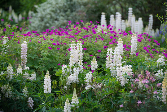 schöner Garten im englischen Stil mit weißen Lupinen