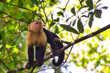 Mono capuchino cara blanca entre los arboles de la selva, observando a su alrededor.