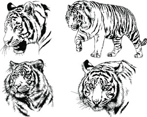 set of vector drawings on the theme of predators tigers are drawn by hand with ink tattoo logos