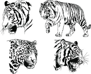 set of vector drawings on the theme of predators tigers are drawn by hand with ink tattoo logos