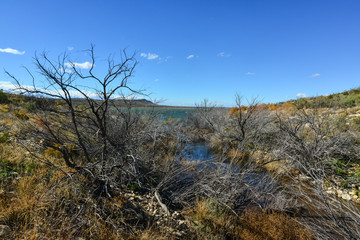 Dry trees on a man-made desert Brantley lake in New Mexico