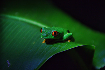Rana de ojos rojos sobre una hoja.