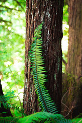 Fototapeta premium Fern hugging a little Redwood tree
