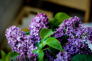 Shallow depth of field (selective focus) and macro image with purple lilac flowers.