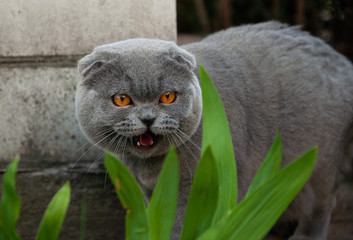 Naklejka na ściany i meble Angry british cat. Gray british shorthair cat in nature. Happy pet outdoors. Gray british playful shorthair cat lazily resting in nature. Cute cat on the lawn.