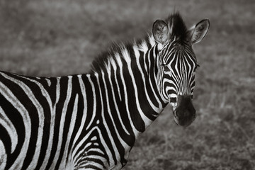 Fototapeta na wymiar Zebra with head turned towards camera taken in the wild on safari in South Africa. Black and white edit