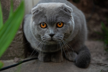 A cute and beautiful British Shorthair cat walks in nature. The British gray cat is lazily resting. The pet is looking forward. British cat on a background of green shrubs