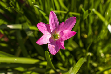  Pink rain lilly flowers in the sunlight 