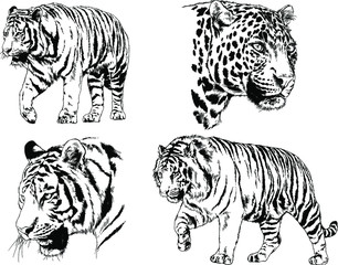 set of vector drawings on the theme of predators tigers are drawn by hand with ink tattoo logos