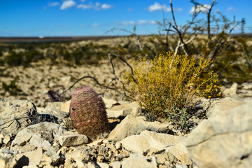 Cacti New Mexico. Echinocereus pectinatus (rubispinus), Rainbow Hedgehog Cactus in a rocky desert in New Mexico, USA