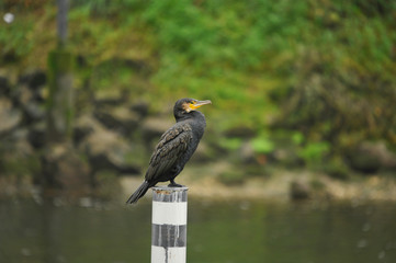 Un cormoran pause sur un pilier maritime, département de la Somme en région Haut-de-France, France