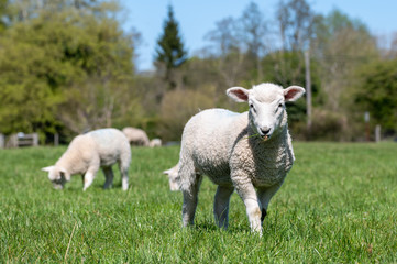 Naklejka na ściany i meble Newborn lambs grazing in a meadow