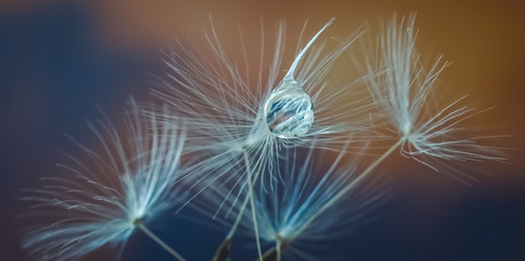 droplet on dandelion seed