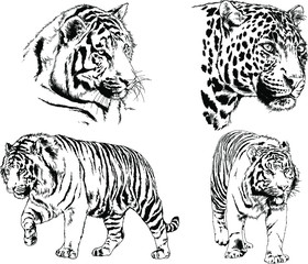 set of vector drawings on the theme of predators tigers are drawn by hand with ink tattoo logos