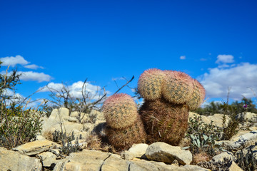Cacti New Mexico. Echinocereus pectinatus (rubispinus), Rainbow Hedgehog Cactus in a rocky desert in New Mexico, USA