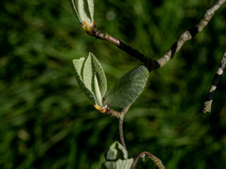 GREENERY - CLOSE UP DELICATE BEAUTY 