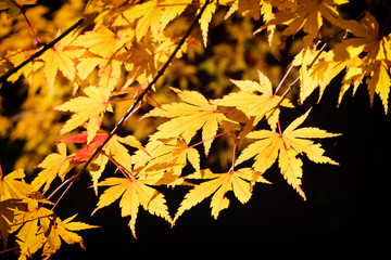 Fototapeta na wymiar Close-up yellow maple leaves in the forest on black background