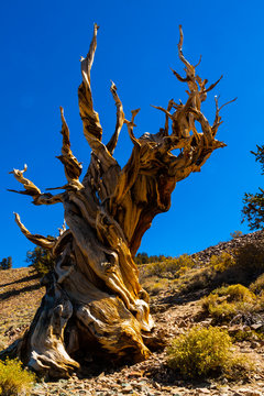 Gnarled and Twisted Great Basin Bristlecone Pine Tree (Pineas Longaeva), Schulman Grove, Ancient Bristlecone Pine Forest, California, USA