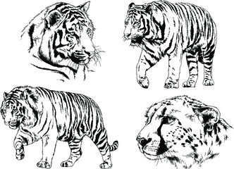 set of vector drawings on the theme of predators tigers are drawn by hand with ink tattoo logos