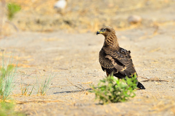 milano negro posado en el suelo con arbusto verde  (Milvus migrans) Casares Andalucía España