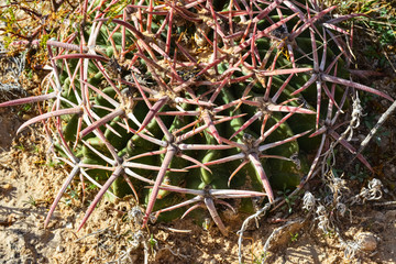 Little Ferocactus among desert stones in winter, New Mexico