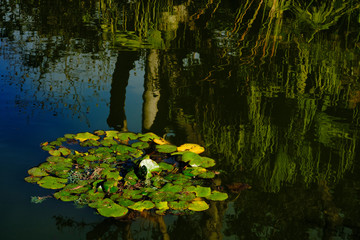 A small pond with plants and reflections from trees on a sunny day