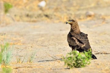 milano negro en el bosque con arbusto verde  (Milvus migrans) Casares Andalucía España