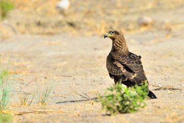 milano negro posado sobre el suelo de tierra con arbustos verdes  (Milvus migrans) Casares Andalucía España