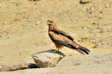 milano negro en el suelo sobre una piedra grande  (Milvus migrans) Casares Andalucía España