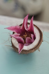 
flowers coconut tulips lemon food background picture beautiful