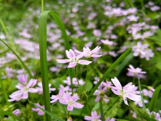 pink flowers in the field
