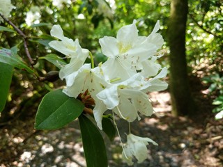 apple tree blossom