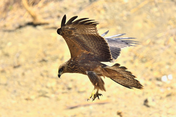 milano real aterrizando en un claro del bosque (Milvus milvus) Casares Andalucía España