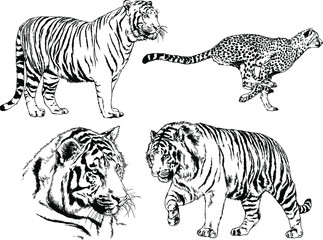 set of vector drawings on the theme of predators tigers are drawn by hand with ink tattoo logos