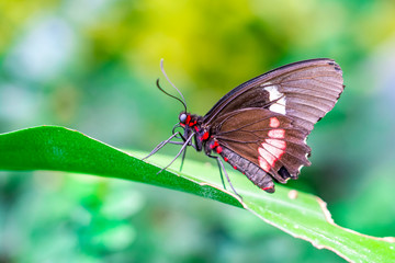 Fototapeta premium Beautiful heliconius butterfly sitting on flower in a summer garden