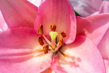 Fototapeta na wymiar CU Pink lily flower, London, United Kingdom