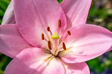 Fototapeta na wymiar CU Pink lily flower, London, United Kingdom