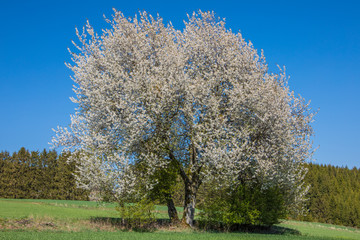 Kirschbaum im Frühling auf dem Land