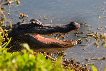 Alligator (Alligator mississippiensis) With It's Jaws Agape on the Spillway Trail, Brazos BendState...