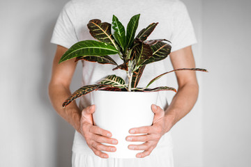 Man holding a white flowerpot with croton plant in his hands on bright background. © Anastasia Gubinskaya