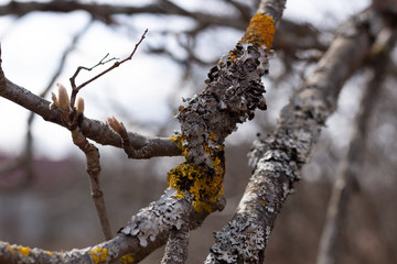 Gray and orange moss on branch of old plum tree and leaf buds in  spring day